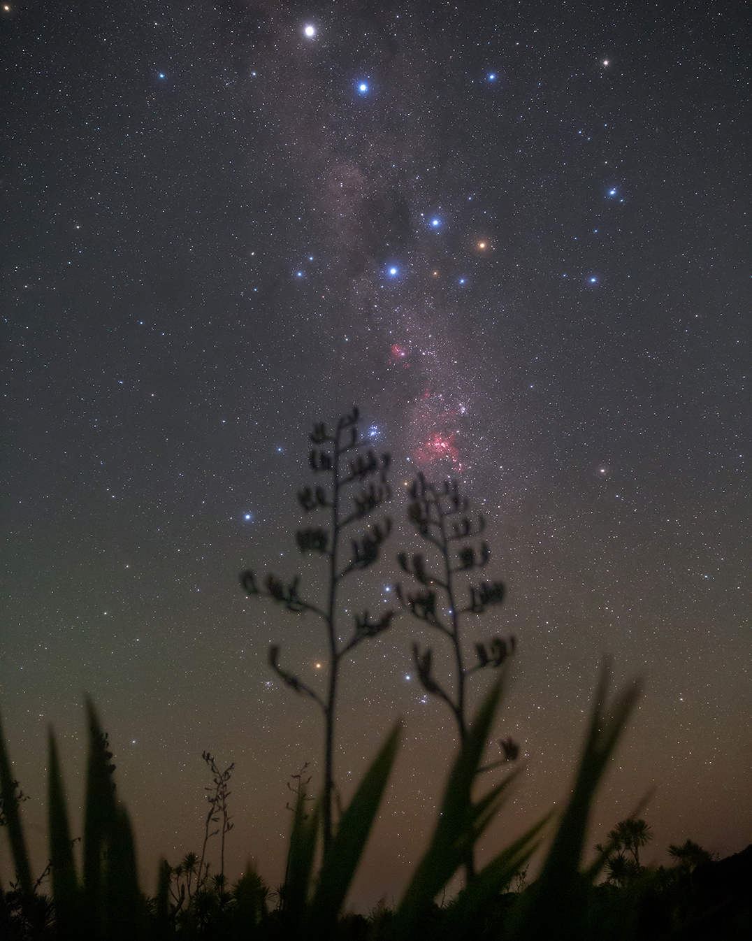 Flax and the Southern Cross