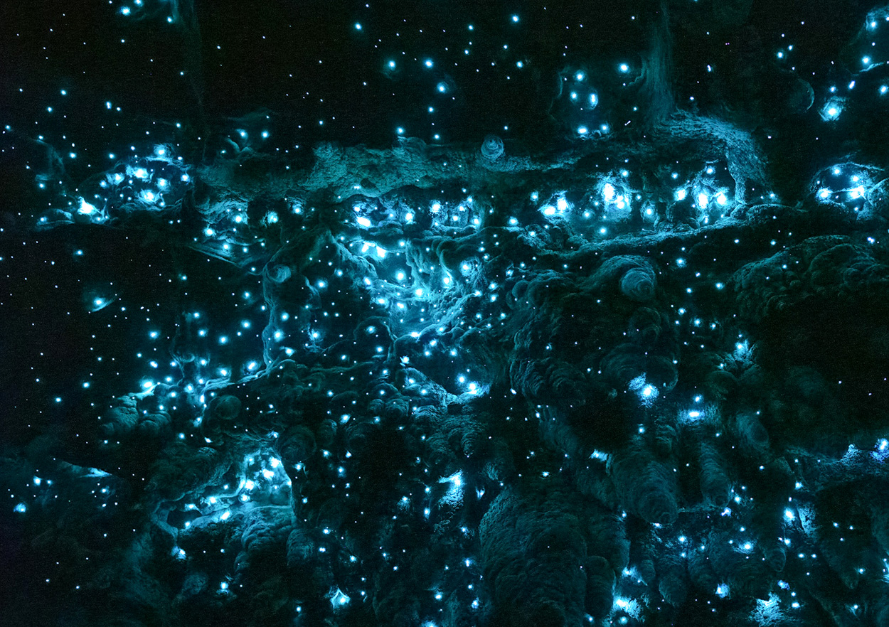 Glowworms in an underground cave
