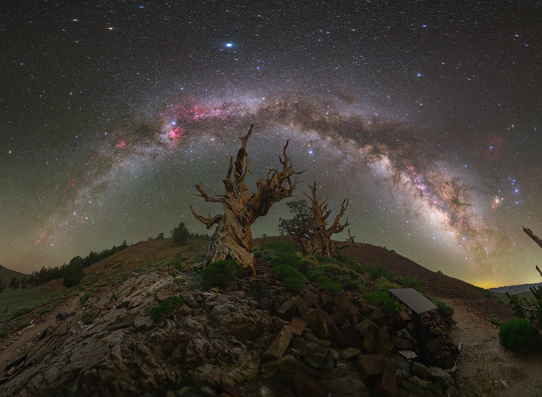 Bristlecone Pine